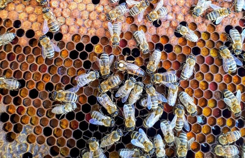 Die Barmherzigen Brüder setzen auf die Honigbiene