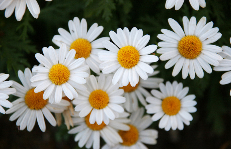 Die Maßnahmen der Bundesregierung im Kampf gegen die Ausbreitung des Corona-Virus haben positive Effekte auf die Umwelt.