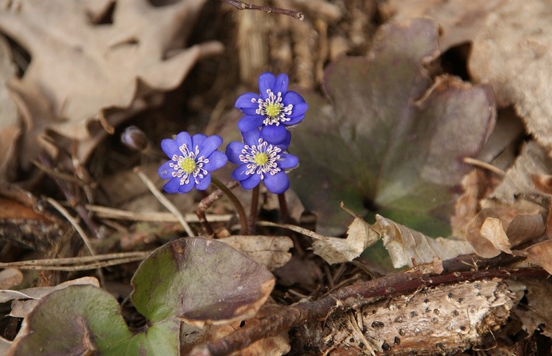 'Aufleben' - in der Natur, in Sachen Corona, am Ende der Fastenzeit.