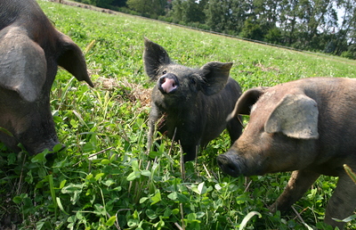 Die 'Burgauer Sonnenschweine' haben Sonne, Luft, Licht, Wasser, Erde und jede Menge Platz.