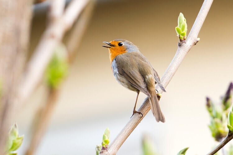 Im Kirchenraum der Stadtpfarrkirche Graz können Stimmen heimischer Vögel entdeckt werden.