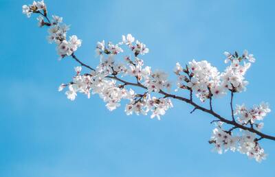 Am 4. Dezember setzt man traditionell einen Obstbaum-Zweig ein. Er hat bis zum 24. Dezember Zeit aufzublühen.