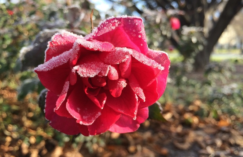 Mitte Mai gibt's manchmal Frost - nicht alle Pflanzen überleben ihn.