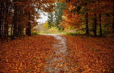 Trauerspaziergänge: Gemeinsam im Wald spazieren und die Trauer mit anderen teilen.