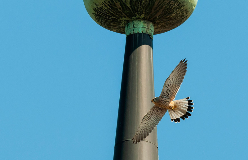 Leander Khil Dieser Turmfalke wurde bei der Franziskanerkirche in Graz aufgenommen.