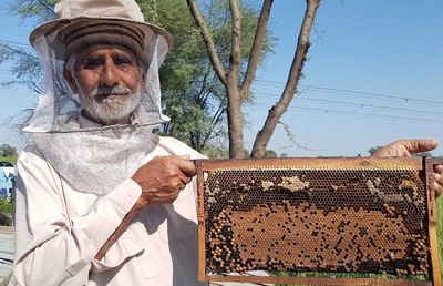 Mit dem SAFBIN Programm (kurz für: Smallholder Adaptive Farming and Biodiversity Network) führt die Caritas die Bienenzucht bei KleinbäuerInnen in Pakistan ein.