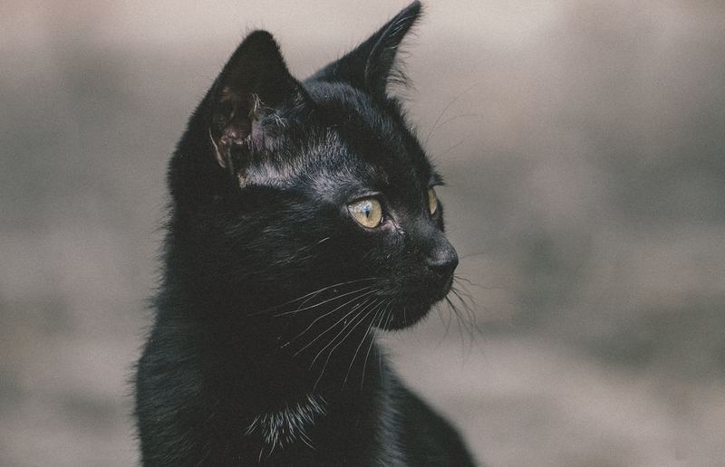 Oft als 'teuflisch' verfolgt: die schwarze Katze / Kazuky Akayashi | Unsplash
