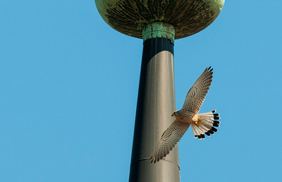 Dieser Turmfalke wurde bei der Franziskanerkirche in Graz aufgenommen.
