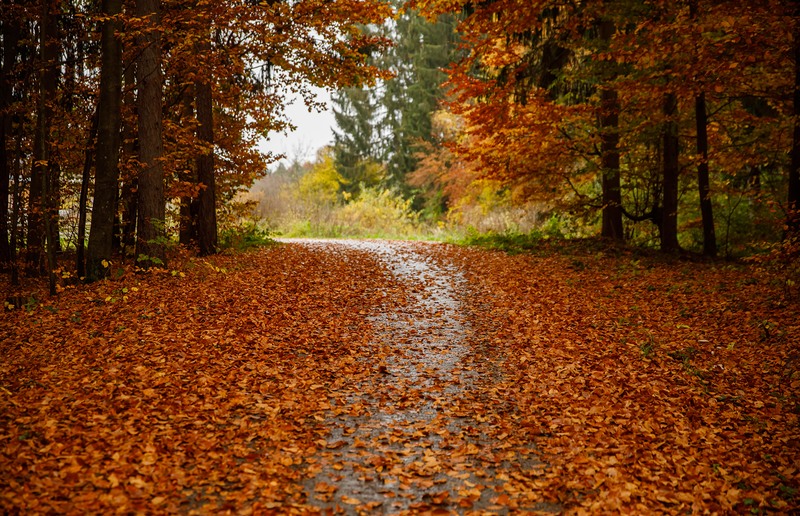 Trauerspaziergänge: Gemeinsam im Wald spazieren und die Trauer mit anderen teilen.