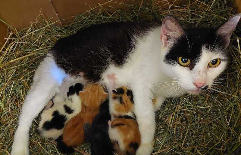 Katharina Grager Gegen die unkontrollierte Vermehrung von Katzen gibt es ein Gesetz - viele schert das aber wenig.