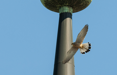 Dieser Turmfalke wurde bei der Franziskanerkirche in Graz aufgenommen.