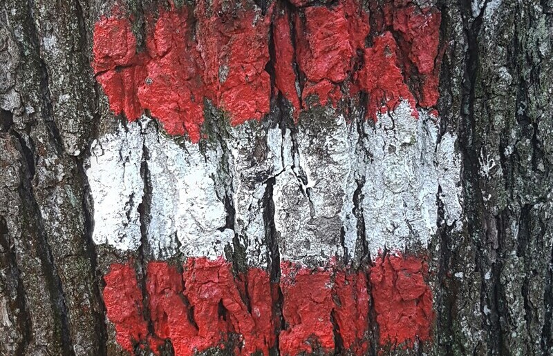Wandermarkierung auf einem Baum / Jan, Unsplash Am 26. Oktober wird rot-weiß-rot gefeiert.