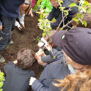 Alle helfen fleißig mit, um den Apfelbaum im Schulgarten einzupflanzen.