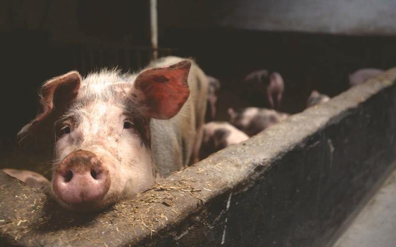 Achtung und Schutz der Tiere - darauf will der Welttierschutztag aufmerksam machen. 