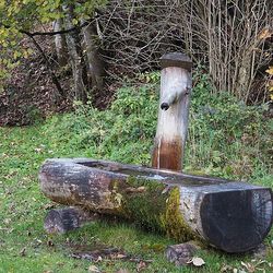 Ein Brunnen mit Holztrog   