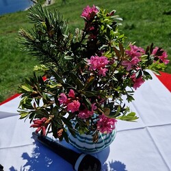 Am 26.6.2023 fand das traditionelle Almrauschfest auf der Reiteralm (Schladming) statt. In Ökumenischer Verbundenheit feiern wir Gottesdienst. 