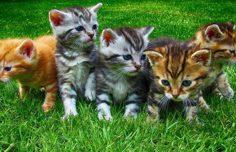 Pixabay Katzen, Hunde, Meerschweinchen oder Hamster- alle sind bei den Haustiersegnungen willkommen.