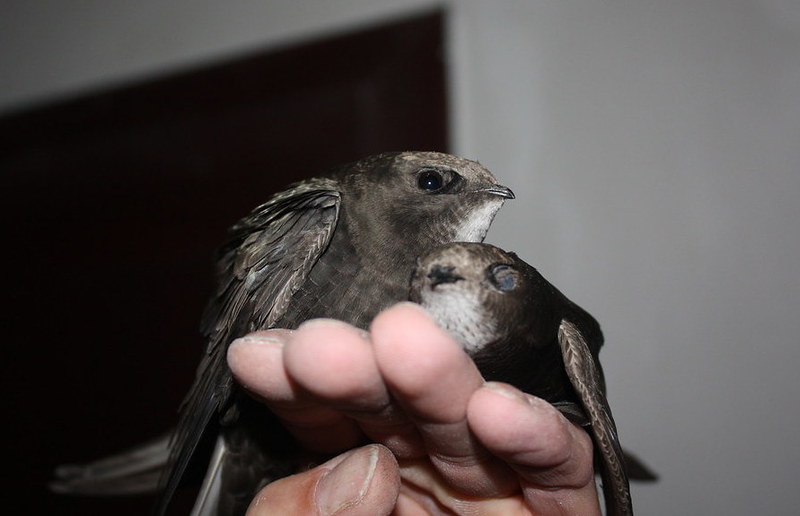 © 1971markus | flickr.com | CC BY-SA 2.0 Oft an Kirchenmauern anzutreffen: der Mauersegler