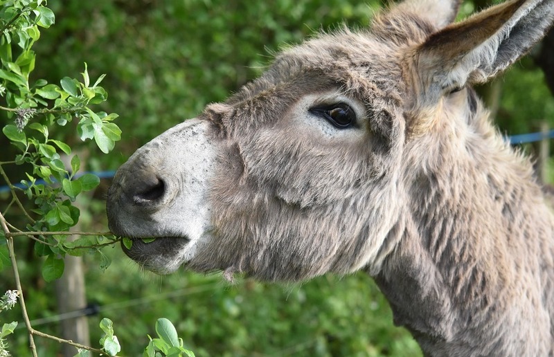 Der Esel zählt wohl zu den bekanntesten Tieren in der Bibel - doch er ist bei weitem nicht der einzige.