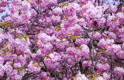 Ein großer Kirschbaum kann mehr als eine Million Blüten tragen - eine prächtige Kulisse für den kommenden Internetgottesdienst aus Hartberg.