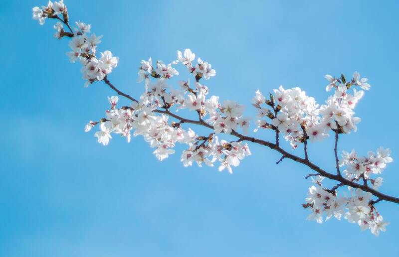 Hang Chen / unsplash Am 4. Dezember setzt man traditionell einen Obstbaum-Zweig ein. Er hat bis zum 24. Dezember Zeit aufzublühen.